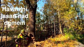 Kácení havarijního jasanu nad domem. Přetahujeme pomocí traktoru