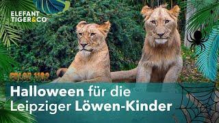 Halloween Überraschung für die Löwen-Kinder (Folge 1102) | Elefant, Tiger & Co. | MDR