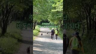 주차장에서 만난 바둑이 한쌍 산책길 안내견으로 변신 | 오서산 숲속 산책길