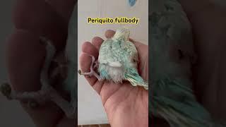 Periquito fullbody #aves #aviario #birds #aviarios #cockatiel #periquitos #pets #periquito #birds