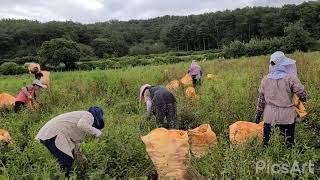 슈퍼으뜸백도라지 씨앗(씨방) 채취작업