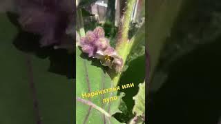 Зацвела #наланхилья или #луло #краснодар #домвкраснодаре