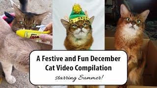 Summer's December Videos: Holiday Dress Up, Cat Tricks, Peach Kitty Xmas, and More!  #catvideos