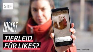 Petfluencer auf Social Media – Leiden Tiere für Klicks auf Instagram und Co.? | Impact | SRF