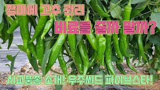 장마기간에 고추에 비료 주나요?!! 고추 농사 잘 짓는 법!