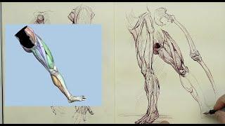 ANATOMY FOR ARTISTS: Keeping an Anatomy Sketchbook Demonstration