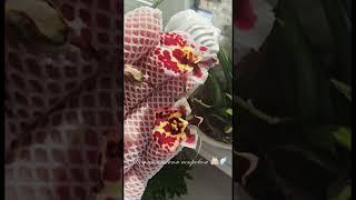 Под ангельским покровом 🪽 #орхидеи #ангел