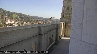 2-24-22 5 Falcons flying around the Campanile