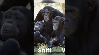 Clash of the Primates: The Intense Gombe Chimpanzee War