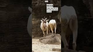 Addax Now and Then #cute #animals #endangered #extinction #antelopes