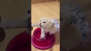 Что будет если кота можно будет кормить из шприца