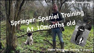 Unveiling My Journey with 10-Month-Old Springer Spaniel