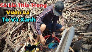 Mang Rỗ Siêu To Đi Xúc Cá Lia Thia Hoang Dã Ở Vườn Lá Ngoài Đồng | Thích Thử Thách Vlog