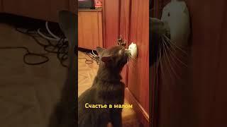 удовольствие #cat #животные