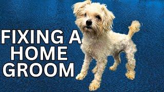 Fleas vs Home Groom Which is the REAL Problem?