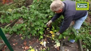 Himbeeren zurückschneiden im Herbst I Pflanzen-Kölle