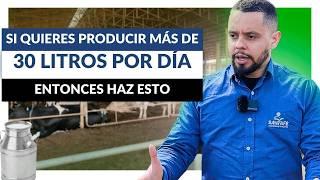 Entienda la IMPORTANCIA DE LA CAMA para VACAS LECHERAS y aumente la producción de LECHE