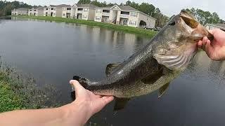 How to catch Bass on a weightless Senko & Paddle tail. (CAUGHT A GIANT LARGEMOUTH!)