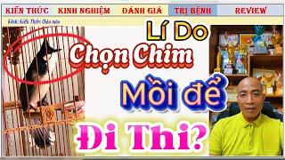 Vì sao anh em tuyển Chào mào Mồi về đi Thi và Mẹo để Chim vào Chung kết