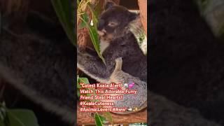 "Cutest Koala Alert!  Watch This Adorable Furry Friend Steal Hearts! #KoalaCuteness #Aww" 