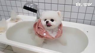 루퐁이 녀석, 생긴 건 인형인데 반신욕 하는 건 딱 울 아부지네...ㅣPomeranian Dog Enjoys A Lower-Body Bath Like My Dad.