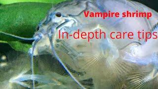 Vampire shrimp care : in depth care tips | Casual Aquatics