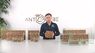 ANTCUBE cork nest, standing for ant farm and arena