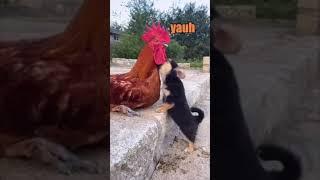 Rooster vs Dog