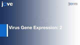 Vaccinia Virus Infection & Temporal Analysis: Virus Gene Expression: Part 2 l Protocol Preview