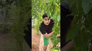 اخي بالحماس معندهوش يما رحميني: