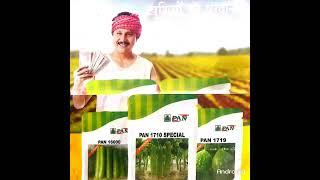 pan hybrid Kaddu ,nenua ,Karela#pan