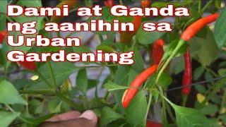 GAANO KAGANDA AT KARAMI ANG AANIHIN SA URBAN GARDEN | My Mistakes | TechPopop