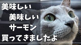 絶対ウラがあるサーモンやな…【ロシアンブルー】猫