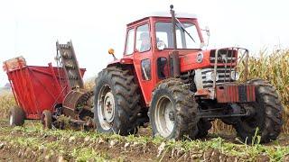 Vintage Sugarbeet Harvest 2024 | Lots of Vintage & Special Built Tractors in The Field