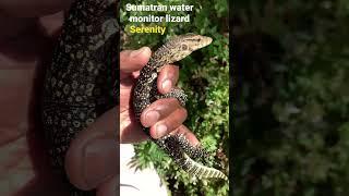Sumatran water monitor lizard 