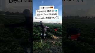 Работа в Европе #вакансии #работавевропе