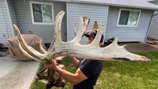 GIANT BULL ELK | BEST FIND OF THE YEAR!