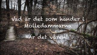 Mölledammarna - Underbar natur i vårsolen.