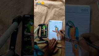 parrot drawing ️️️