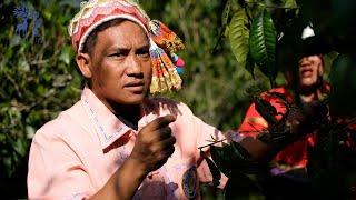 Visiting Puerh tea farmers around Menghai