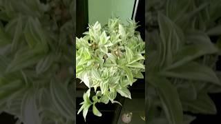 Tradescantia Variegated White Wandering Jew Propagation And Decoration #shorts