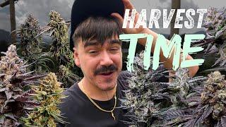 Harvesting 21 Strains - Indoor vs Greenhouse vs Outdoor