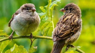 क्यों हमारे शहरों और घरो को छोड़ गईं गौरैया?—[Let us save the Sparrow before its too Late]: Hindi