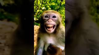 very nice video || bandar ki acting || funny monkey || #ldcrazy #funny #shorts #comedy #viral