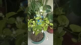 Mogra/jasmine#Gardening with geet kumar English/Hindi#Shorts