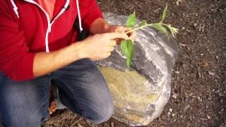 Wild Edibles With Sergei Boutenko: Stinging Nettles