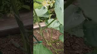 Первый урожай огурцов в открытом грунте #shorts #дача #огород #garden #садоводство #урожай