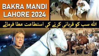 bakra mandi lahore situation 2024 and live deal