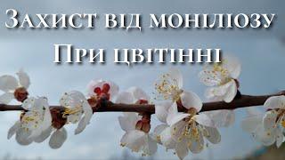 Моніліоз. Як захистити абрикос. Моніліальний опік кісточкових.