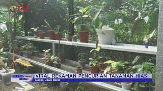 Lapak Tanaman Hias di Depok Dicuri, Pemilik Rugi Hingga Rp300 Juta #BuletiniNewsMalam 22/02